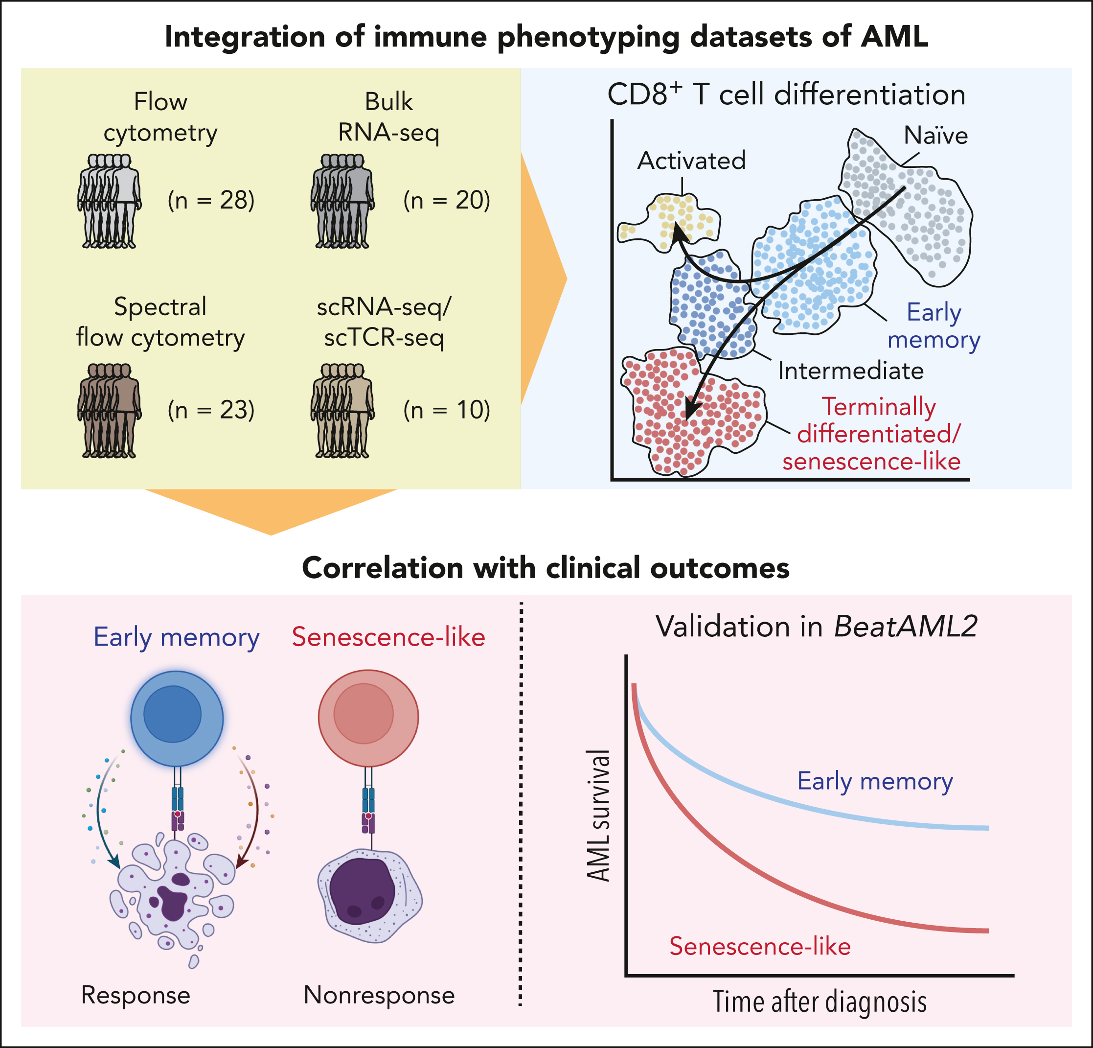 Therapy response in AML: a tale of two T cells