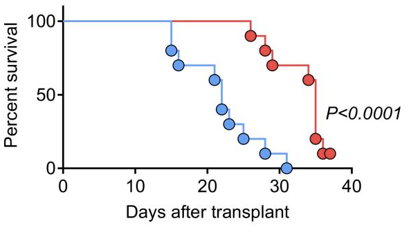 Oncogene induced TIM-3 ligand expression dictates susceptibility to anti-TIM-3 therapy in mice